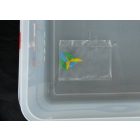 GN edény, 1/2 100 mm, 6,5 l, légmentesen záró fedővel, polipropilén